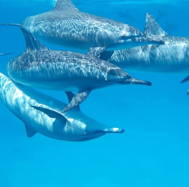 Dolphin House Tour — photo 5