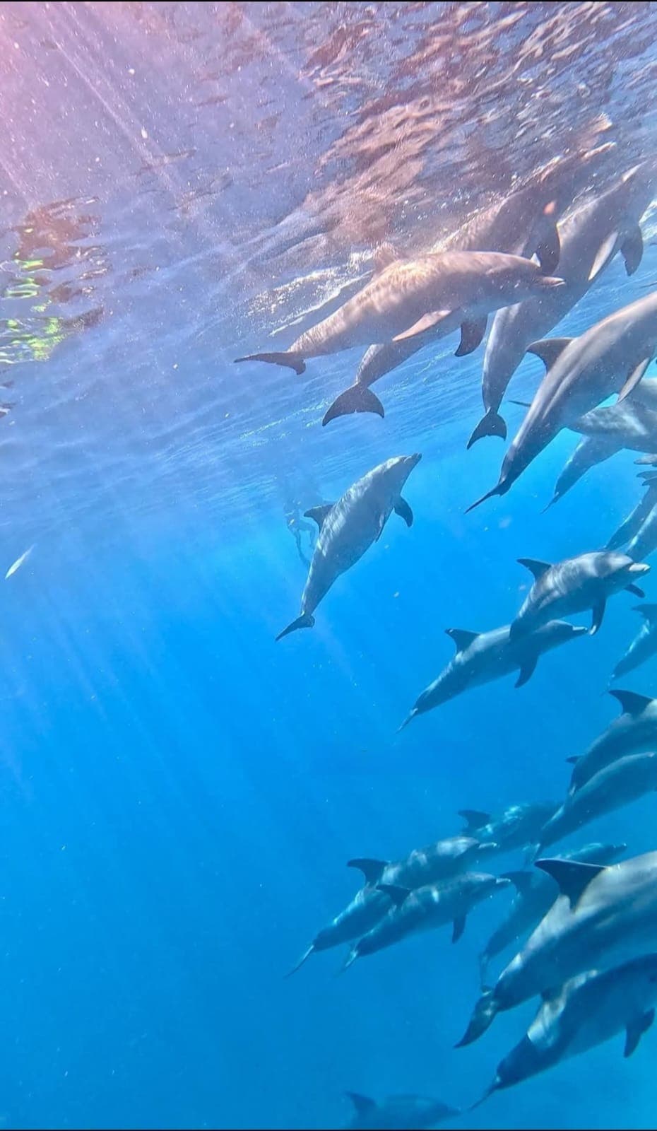 VIP Dolphin House Experience — photo 2